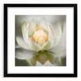 Acrylic Dining Room Artwork - Soft White Lotus Floral Print