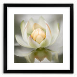Acrylic Dining Room Artwork - Soft White Lotus Floral Print