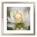 Acrylic Dining Room Artwork - Soft White Lotus Floral Print