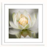 Acrylic Dining Room Artwork - Soft White Lotus Floral Print
