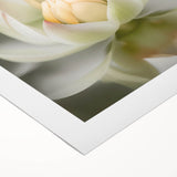 Acrylic Dining Room Artwork - Soft White Lotus Floral Print