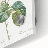 Neoclassical Cabbage Rose Print - Botanical Art by Redouté