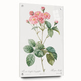 Neoclassical Cabbage Rose Print - Botanical Art by Redouté