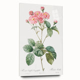 Neoclassical Cabbage Rose Print - Botanical Art by Redouté