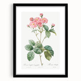 Neoclassical Cabbage Rose Print - Botanical Art by Redouté