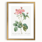 Neoclassical Cabbage Rose Print - Botanical Art by Redouté