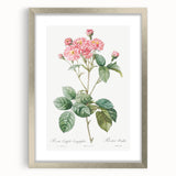 Neoclassical Cabbage Rose Print - Botanical Art by Redouté