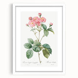 Neoclassical Cabbage Rose Print - Botanical Art by Redouté