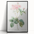 Neoclassical Cabbage Rose Print - Botanical Art by Redouté