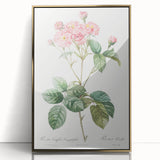 Neoclassical Cabbage Rose Print - Botanical Art by Redouté
