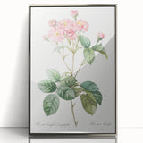 Neoclassical Cabbage Rose Print - Botanical Art by Redouté