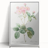 Neoclassical Cabbage Rose Print - Botanical Art by Redouté
