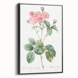 Neoclassical Cabbage Rose Print - Botanical Art by Redouté