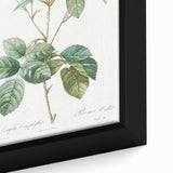 Neoclassical Cabbage Rose Print - Botanical Art by Redouté