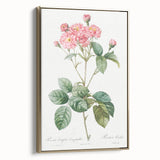 Neoclassical Cabbage Rose Print - Botanical Art by Redouté