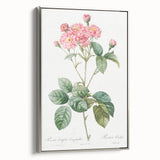 Neoclassical Cabbage Rose Print - Botanical Art by Redouté
