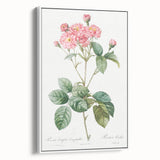 Neoclassical Cabbage Rose Print - Botanical Art by Redouté