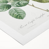 Neoclassical Cabbage Rose Print - Botanical Art by Redouté