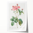 Neoclassical Cabbage Rose Print - Botanical Art by Redouté
