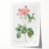 Neoclassical Cabbage Rose Print - Botanical Art by Redouté