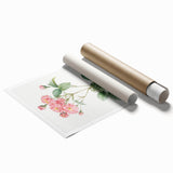 Neoclassical Cabbage Rose Print - Botanical Art by Redouté