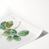 Neoclassical Cabbage Rose Print - Botanical Art by Redouté