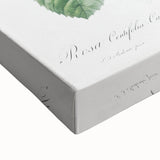 Neoclassical Cabbage Rose Print - Botanical Art by Redouté