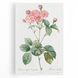 Neoclassical Cabbage Rose Print - Botanical Art by Redouté