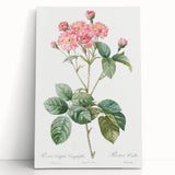 Neoclassical Cabbage Rose Print - Botanical Art by Redouté