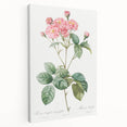 Neoclassical Cabbage Rose Print - Botanical Art by Redouté