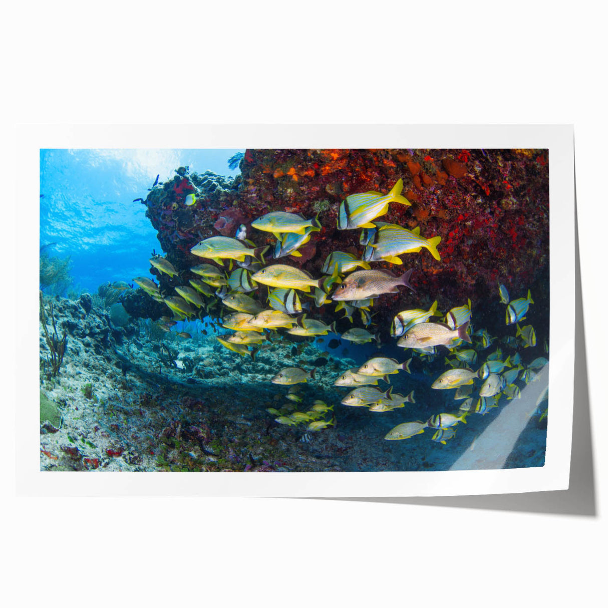 Extra large rolled print featuring a serene Quintana Roo landscape with lush greenery and floral elements.