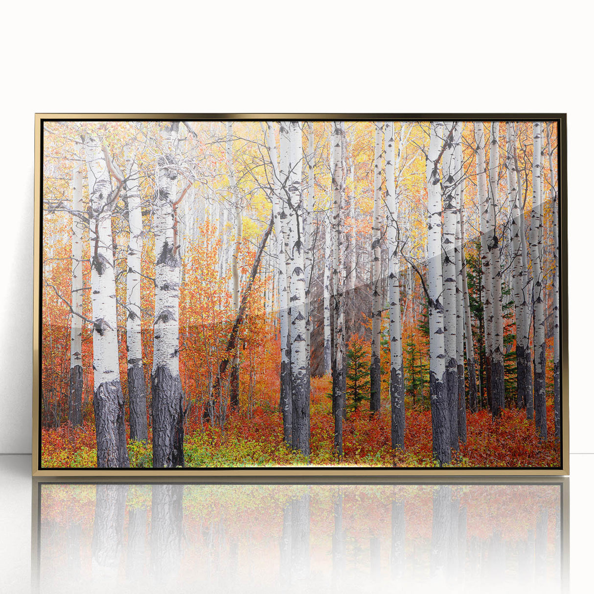Framed acrylic print of Aspen, Colorado scenery in autumn with vibrant gold and orange leaves.