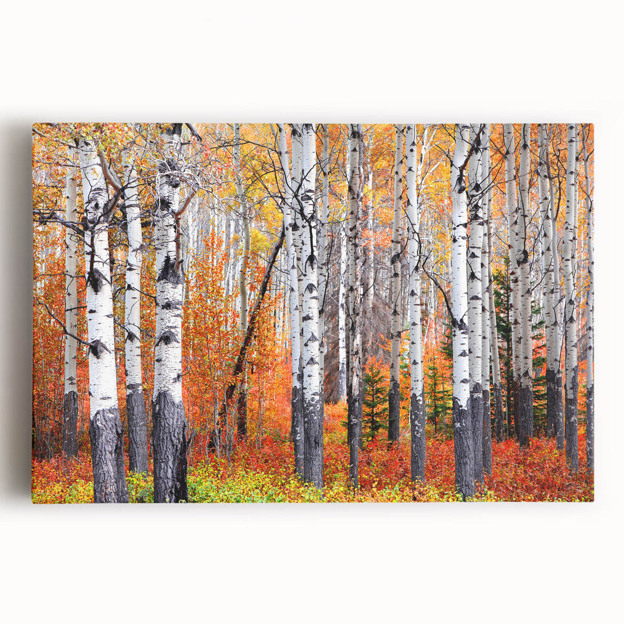 Black and white photo of Aspen trees on stretched canvas, ideal for kitchen wall art.
