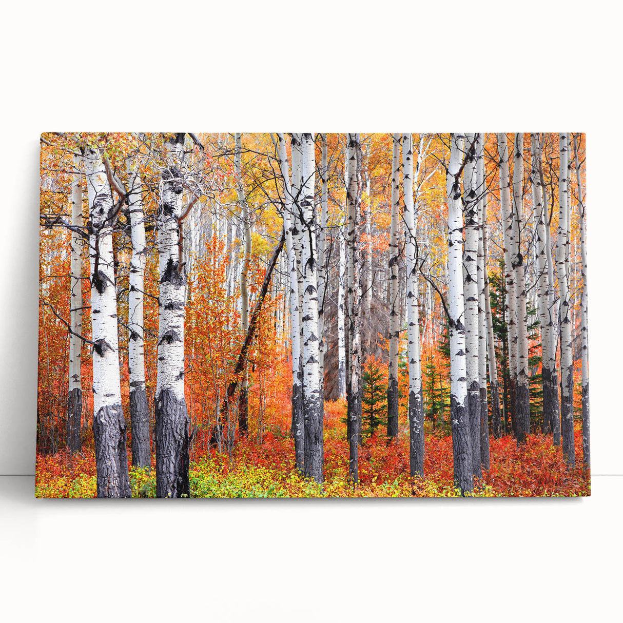 Black and white photo of Aspen trees on stretched canvas, ideal for kitchen wall art or bedroom ambiance.