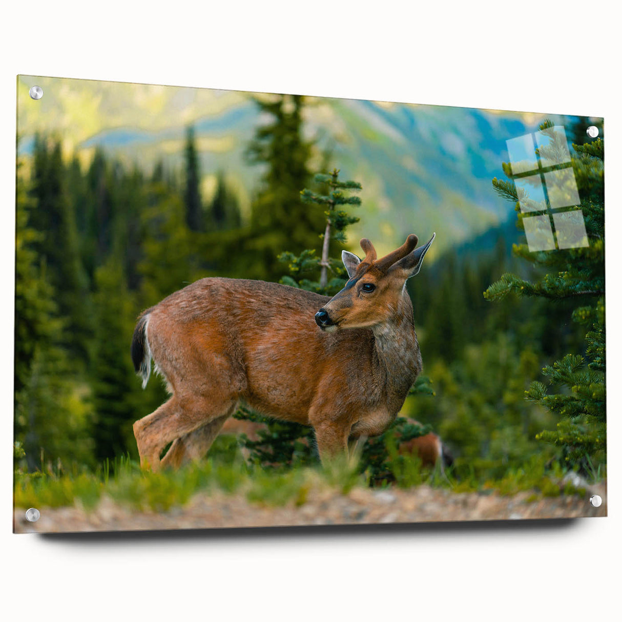 Acrylic print of Olympic National Park with lush greenery and mountain backdrop in muted earth tones.