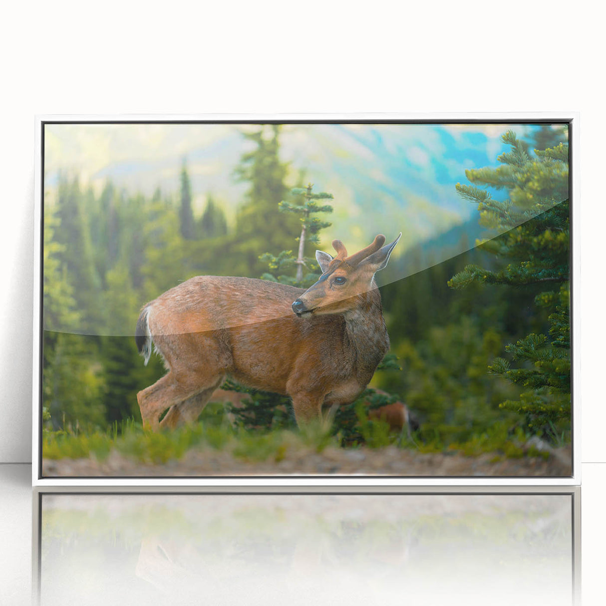 Art Deco style poster of Olympic National Park, featuring muted green and blue tones on white framed acrylic.