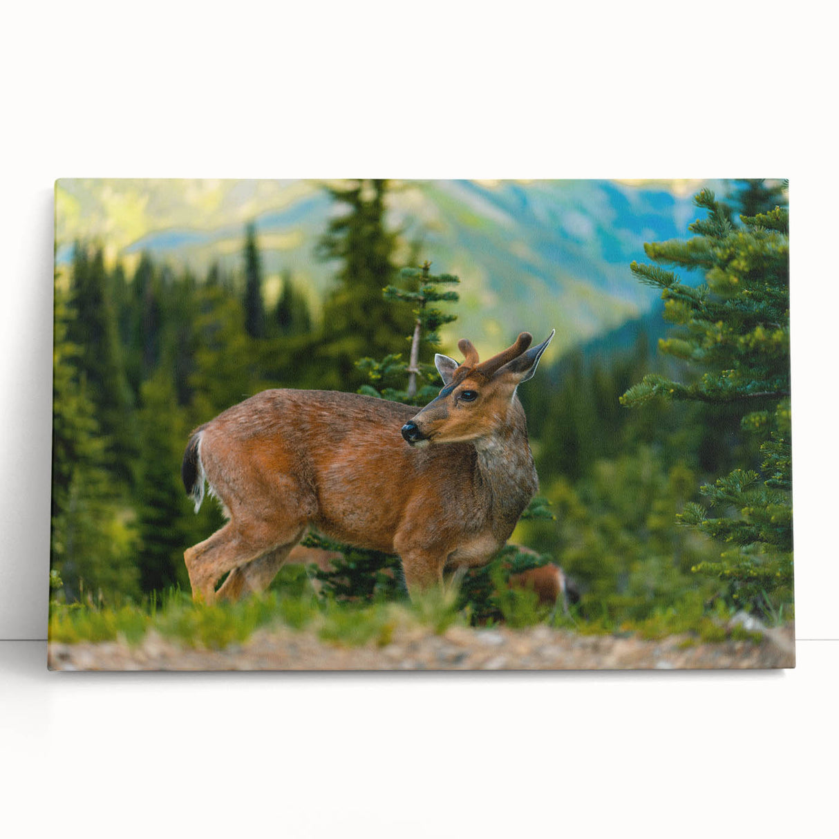 Black and white image of Olympic National Park on stretched canvas, suitable as kitchen wall art or for bedroom ambiance.