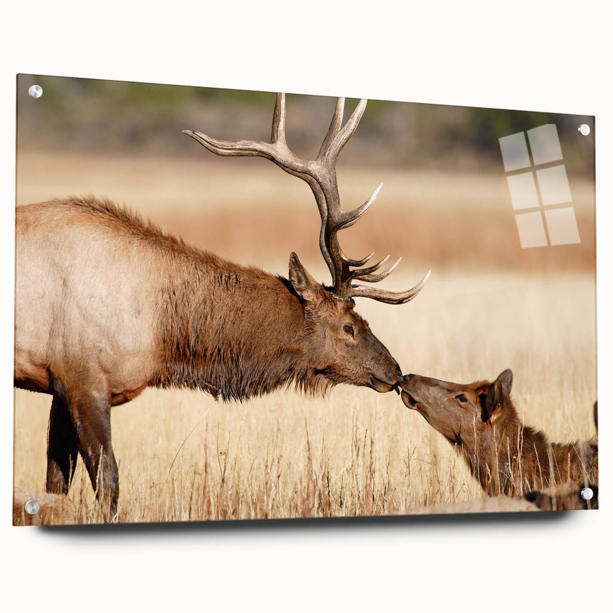 Acrylic print of Yellowstone National Park with vibrant green and blue tones, ideal for dining room decor.