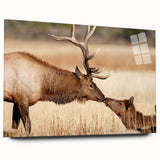 Yellowstone National Park scenery on large acrylic glass, featuring lush greens and blues.