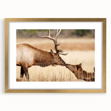 Extra large abstract art print of Yellowstone scenery in textured gold frame, ideal for living room decor.
