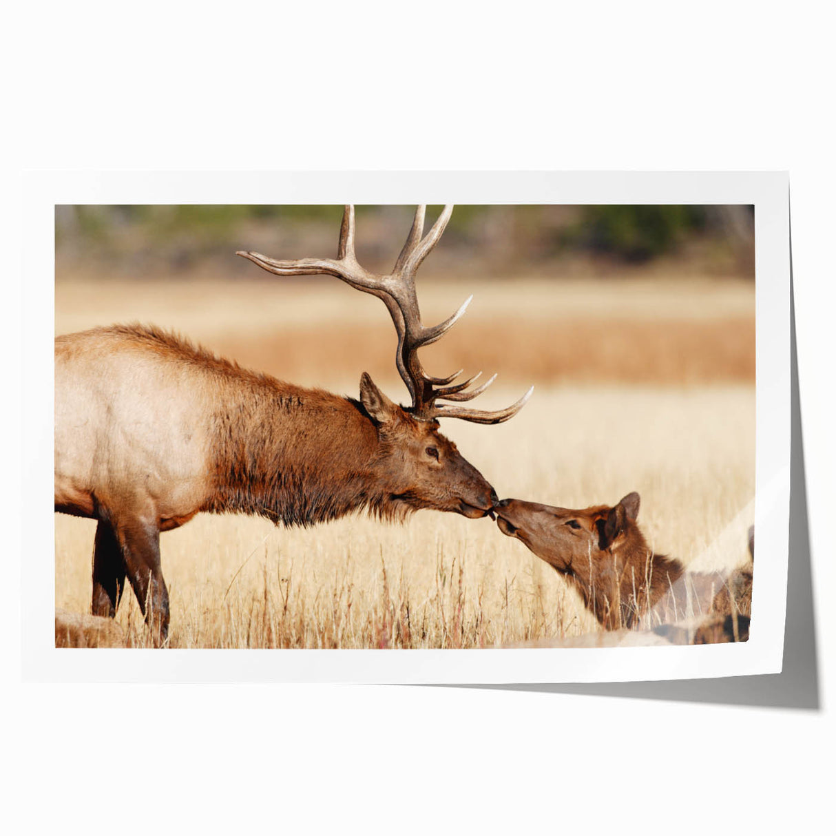 Yellowstone National Park scenery on a rolled canvas print featuring vibrant green and blue tones.