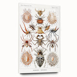 Modern Wall Art: Intricate Arachnid Illustration by Ernst Haeckel