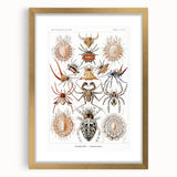 Modern Wall Art: Intricate Arachnid Illustration by Ernst Haeckel