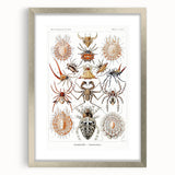 Modern Wall Art: Intricate Arachnid Illustration by Ernst Haeckel