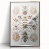 Modern Wall Art: Intricate Arachnid Illustration by Ernst Haeckel