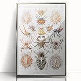 Modern Wall Art: Intricate Arachnid Illustration by Ernst Haeckel
