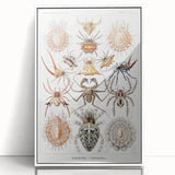 Modern Wall Art: Intricate Arachnid Illustration by Ernst Haeckel