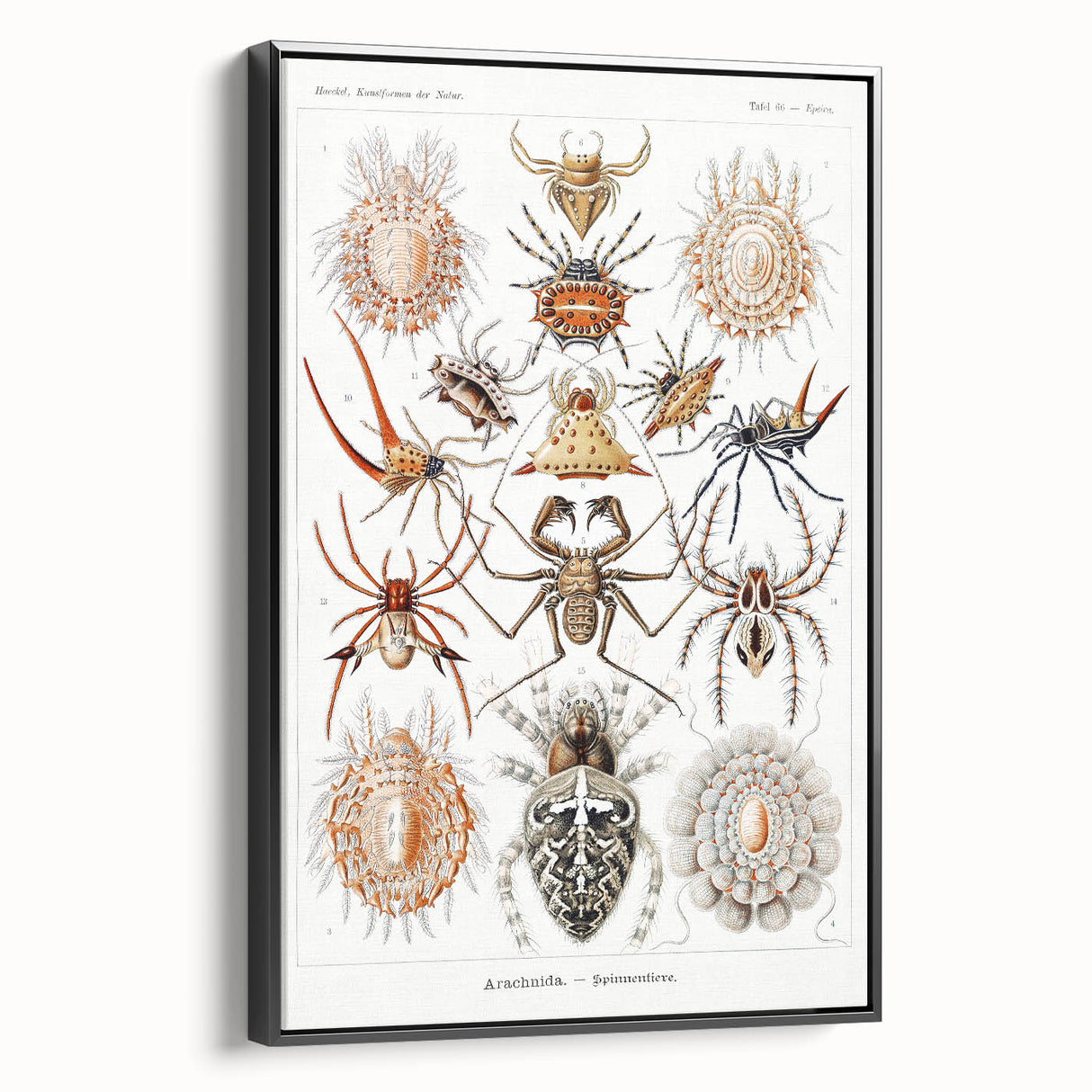 Modern Wall Art: Intricate Arachnid Illustration by Ernst Haeckel