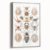 Modern Wall Art: Intricate Arachnid Illustration by Ernst Haeckel