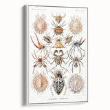 Modern Wall Art: Intricate Arachnid Illustration by Ernst Haeckel